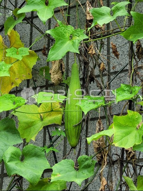수세미,천연수세미,수세미열매,생수세미,건수세미,수세미잎,수세미오이,수세미꽃