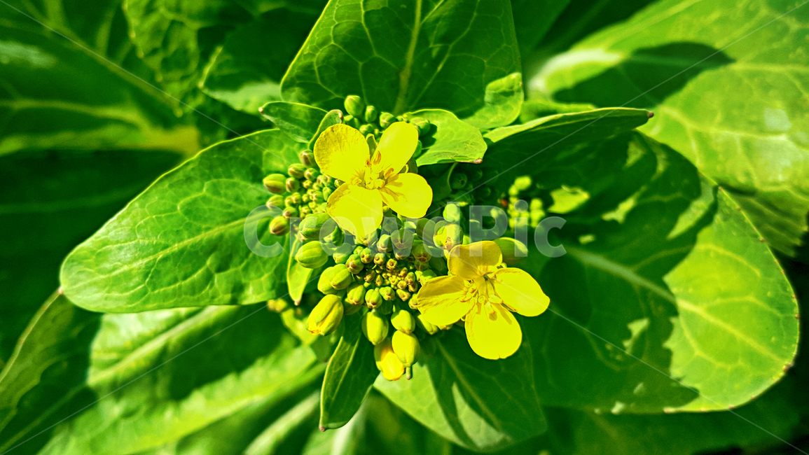 봄동,봄동꽃,꽃,flower,blossom,식물,plant