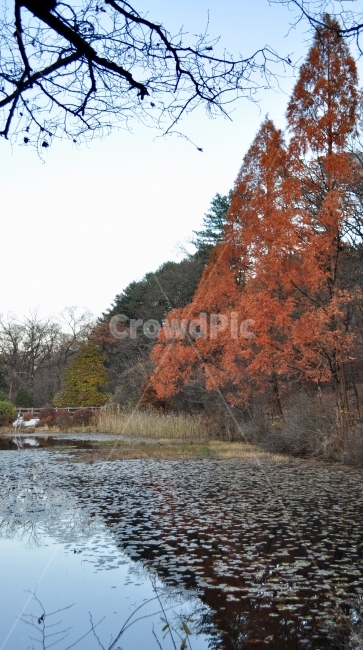 가을,단풍호수,호수,수목원,가을풍경,가을,계절,fall,autumn,season,자연,풍경,nature,landscape,plant,식물,tree,나무