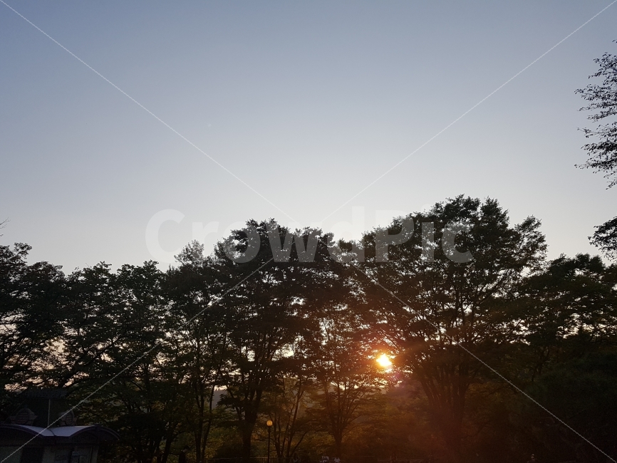 해,빛,저녁,노을,오후,자연,풍경,nature,landscape,식물,plants,나무,trees,wood