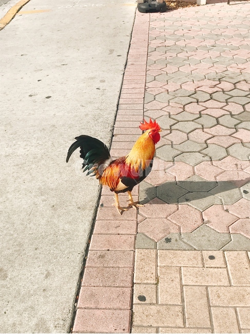 닭,chicken,자유,도로,동물,zoo