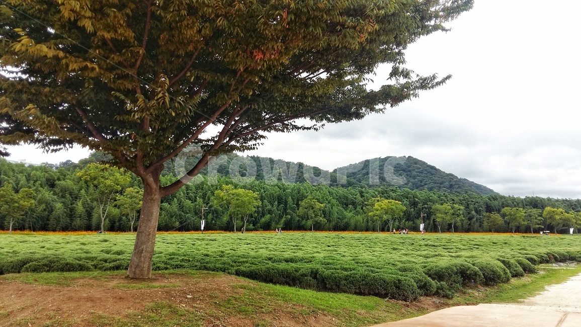 나무,식물,tree,풍경,산,풀,자연,식물,자연,plants,nature,나무,trees,wood