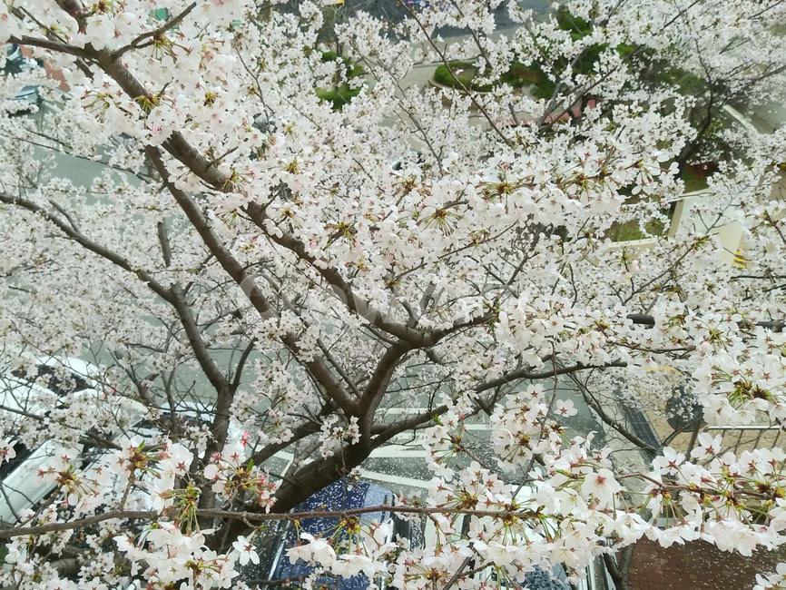 blossom,꽃,flower,벚꽃,봄,벚나무,자연,식물,꽃잎,잎,꽃봉오리,개화,만개,낮,야외,plant,나뭇가지,나무,tree,nature