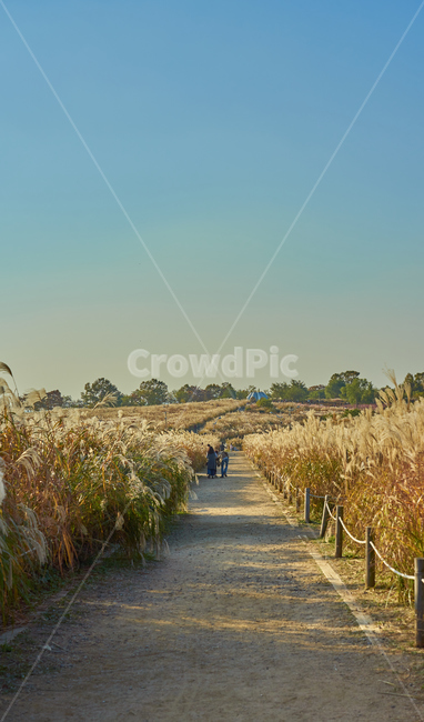 하늘공원,억새,노을,저녁,하늘,사람,길,로드,흙길,가을,계절,fall,autumn,season