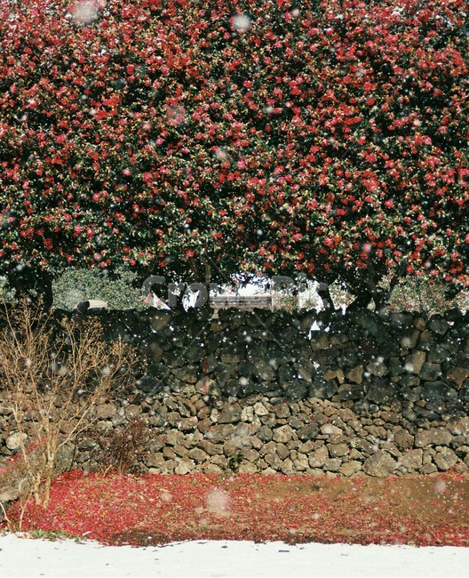 동백꽃,겨울제주,필름사진,눈,함박눈,필름,flim,제주도,식물,plant,겨울,계절,winter,season