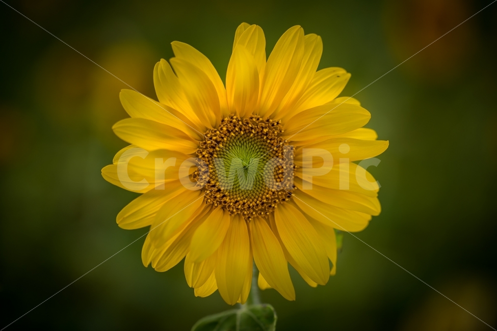 자연,풍경,식물,꽃,해바라기,nature,landscape,plant,flower,sunflower,식물,자연,plants,nature,꽃,flower