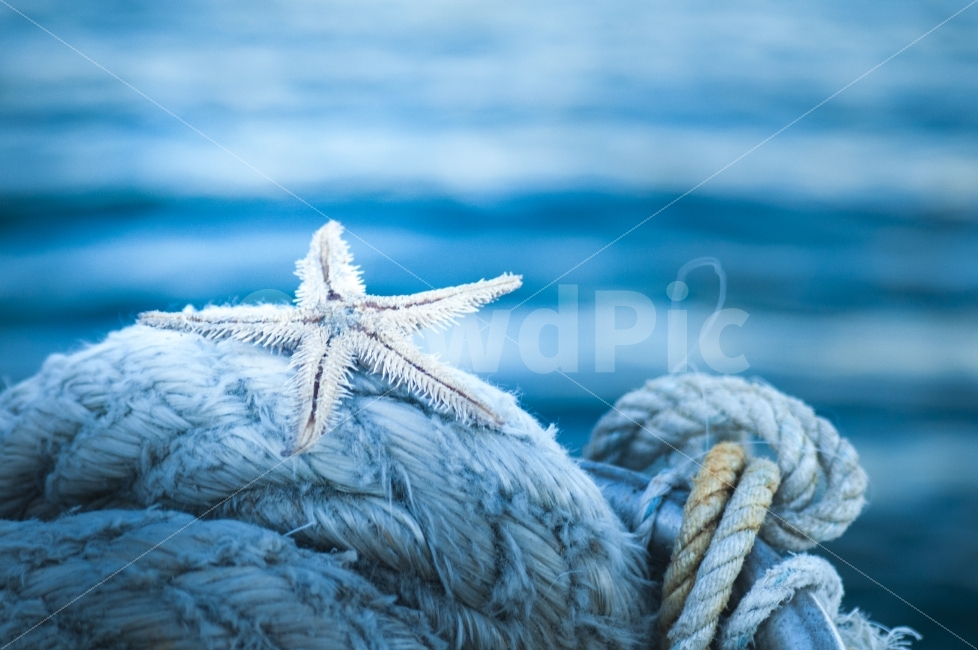 lionging,ocean,longing for home,starfish,summer scent,sea