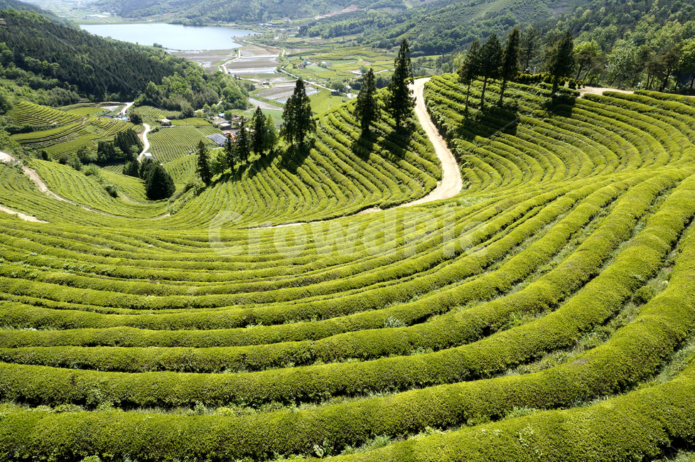 보성,녹차밭,푸른,나무,저수지,길,자연,풍경,nature,landscape