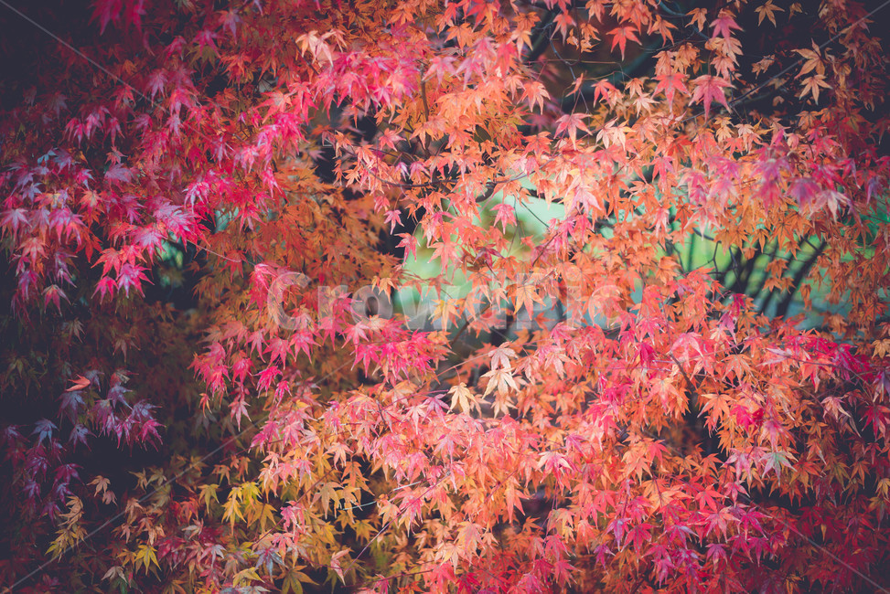 plant,식물,leaf,잎,tree,나무,maple,단풍,가을,계절,fall,autumn,season,식물,자연,plants,nature