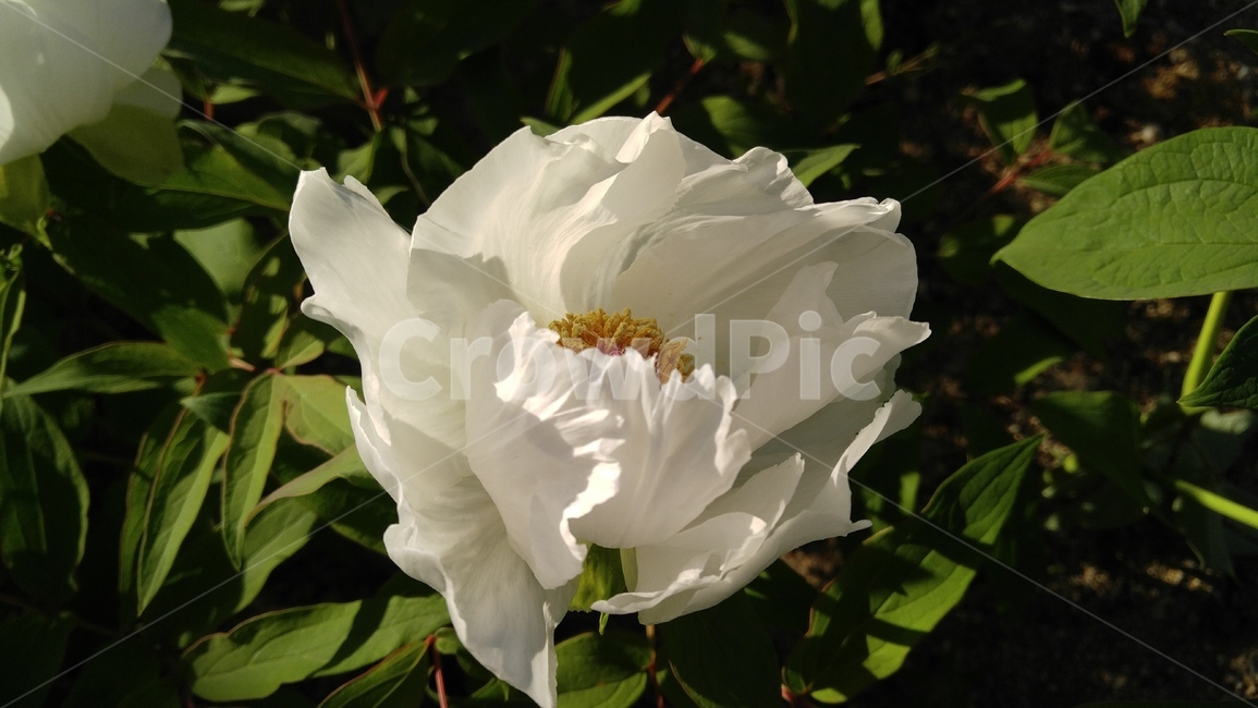백작약,흰꽃,하얀꽃,흰색,꽃,식물,whiteflowers,white,flower,plant