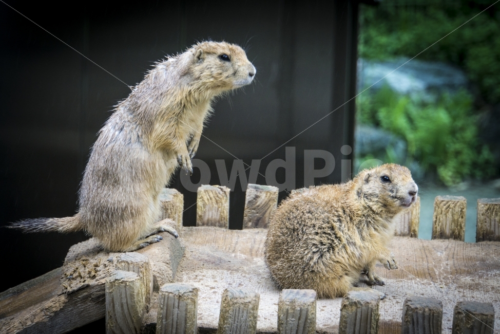 동물,두더지,비오는날,여름,울산,울산대공원,포유류,mammals,동물,animal,포유류,mammal