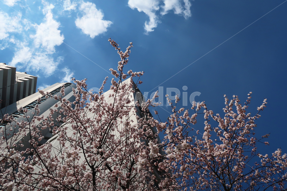 벚꽃,하늘,도심,아파트,봄,꽃,sky,cherryblossoms,봄,계절,spring,season,plant,식물,flower,blossom