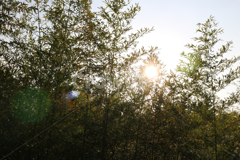 대나무,대,죽,식물,나무,자연,벼과,태양,자연,풍경,nature,landscape,식물,plants,나무,trees,wood,flare,플레어,light,빛