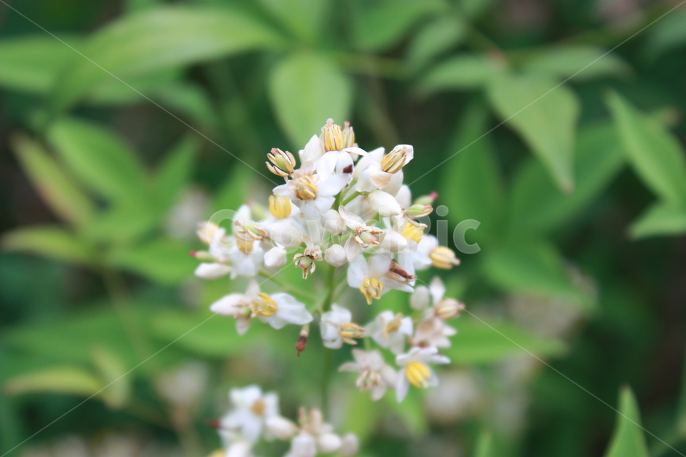 꽃,자연,식물,flower,white,식물,자연,plants,nature,꽃,flower