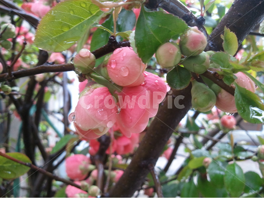 명자나무,장미과,봄꽃,붉은꽃,낙엽관목,약용식물,산당화,가시덕,아기씨꽃,식물,자연,plants,nature,꽃,flower