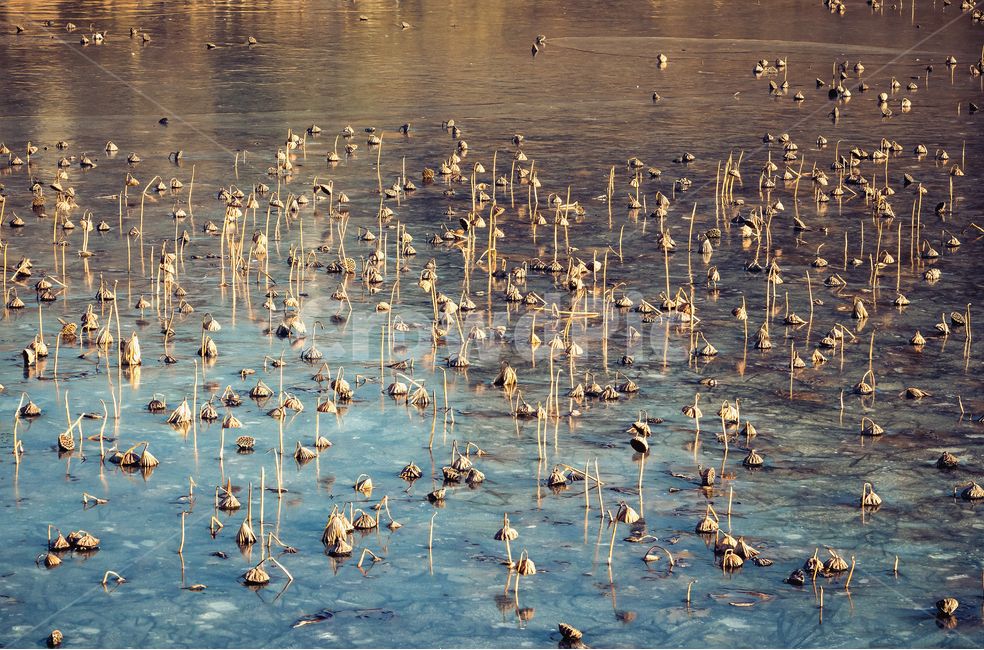 풍경,연꽃,청도,혼신지,겨울,겨울,계절,winter,season,자연,풍경,nature,landscape,식물,plants,outdoors,옥외,water,물