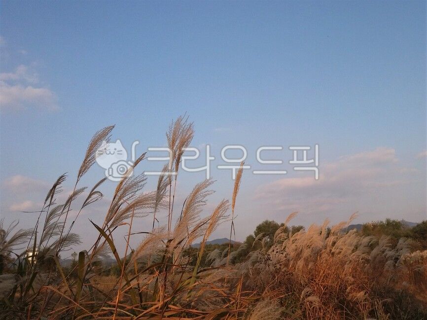 plant, 갈대, 가을, 하늘, 습지, 사진,이미지,일러스트,캘리그라피 - 오늘도최선을작가