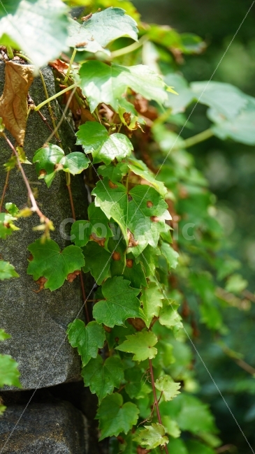 담장넝쿨,식물,줄기,이파리,자연,돌,벽,담벼락,plants,nature,풍경,landscape,잎사귀,그린,green,녹색,푸른,여름,summer,season,계절,감성,감성사진,느낌,feel,snap,snapshot,스냅,스냅사진,한국자연,코리아,korea,힐링,힐링사진,식물,자연,plants,nature