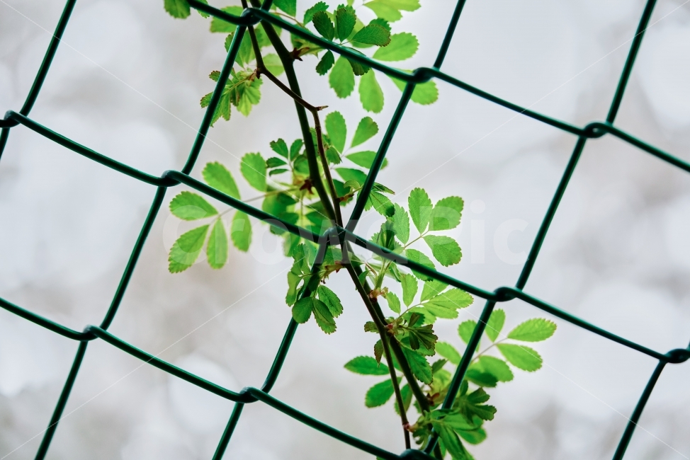 ,식물,자연,plants,nature
