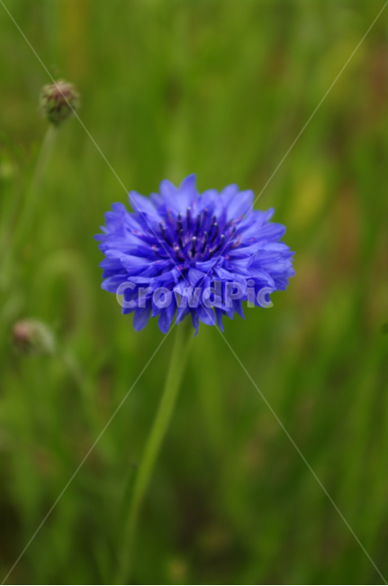 꽃,수레국화,식물,flower,plant,식물,자연,plants,nature,꽃,flower