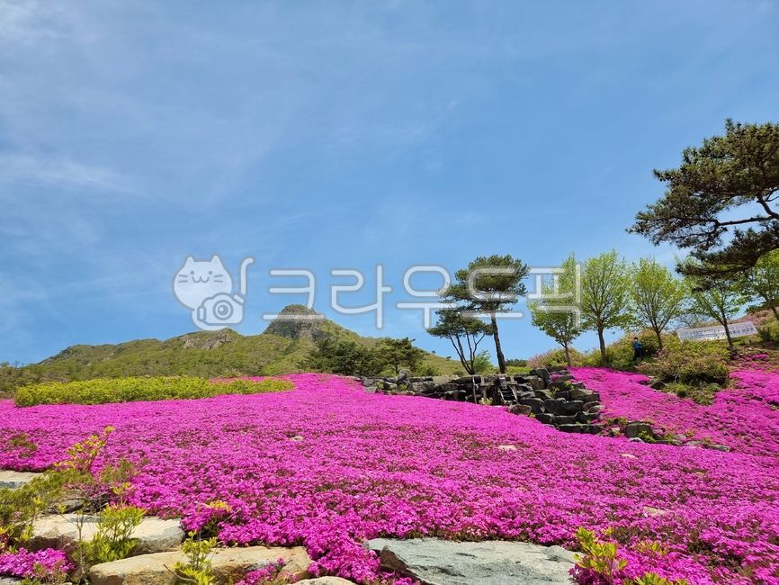 tree,landscaping flowers,vegetation,Botanical garden,park flowers,spring flowers,spring,Hongseol,Spring feeling,flower grass,mountain,spring image,flower pink,botanical garden flowers,flower grass community,spring feeling,garden flowers,spring scenery,flo