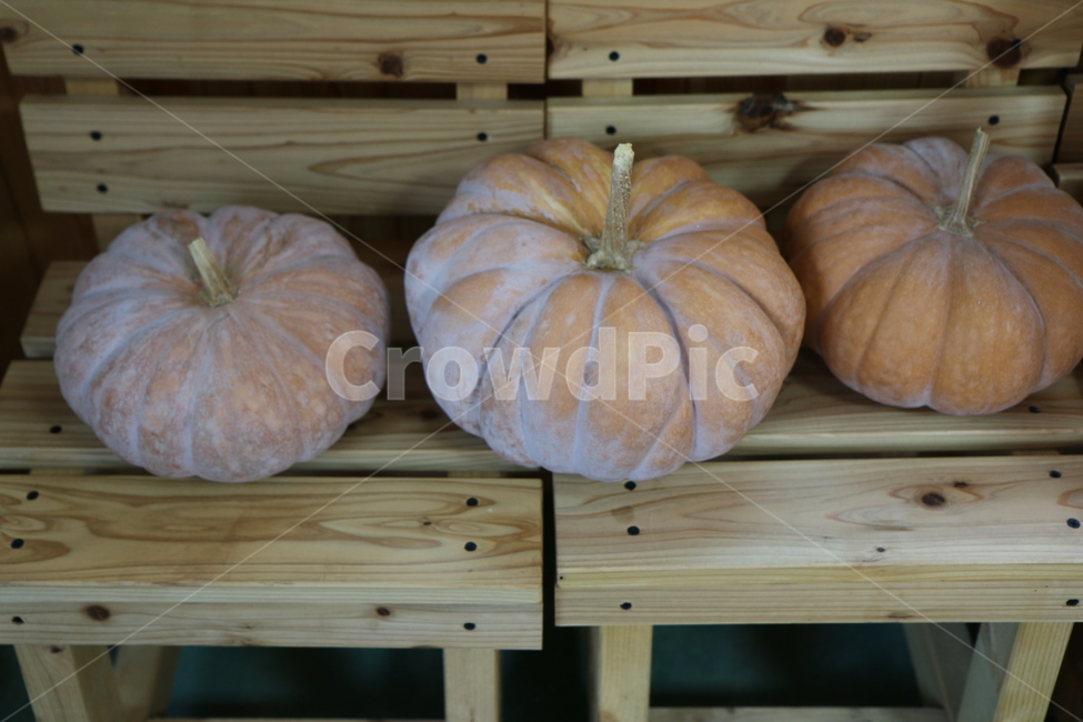 식물,농촌,자연,지방,가을,감성,plant,ruralarea,nature,area,autumn,sensibility,호박,pumpkin,food,음식,vegetable,야채,음식,식재료,요리,food,cook,meal,dishes,food reserves