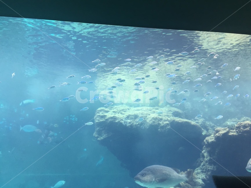 물고기,수족관,신비로움,돌,예쁨