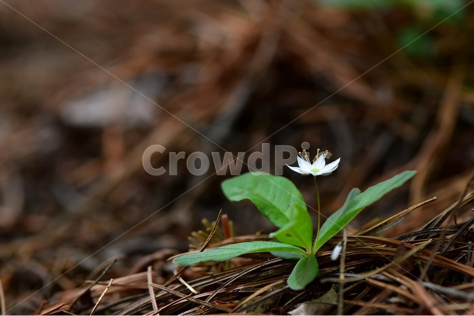 참기생꽃,야생화,식물,자연,생태,꽃,힐링,플라워,wildflower,flower,plants,nature,season,감성,느낌,emotion,feeling,앵초목,앵초과,기생꽃속,여러해살이풀,희귀식물,식물,자연,plants,nature,꽃,flower