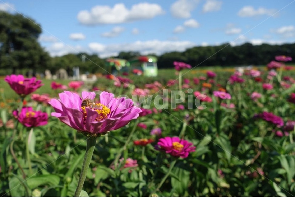 꽃,자연,하늘,구름,풍경,식물,자연,plants,nature,꽃,flower,동물,animal,곤충,벌레,insect,bug