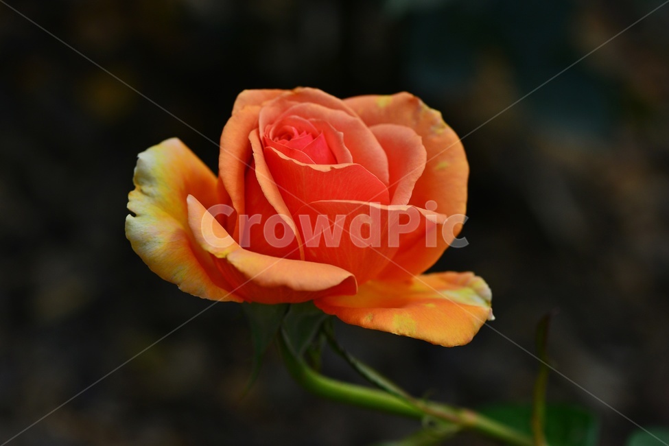 plant,식물,blossom,flower,꽃,rose,장미,식물,자연,plants,nature,꽃,flower