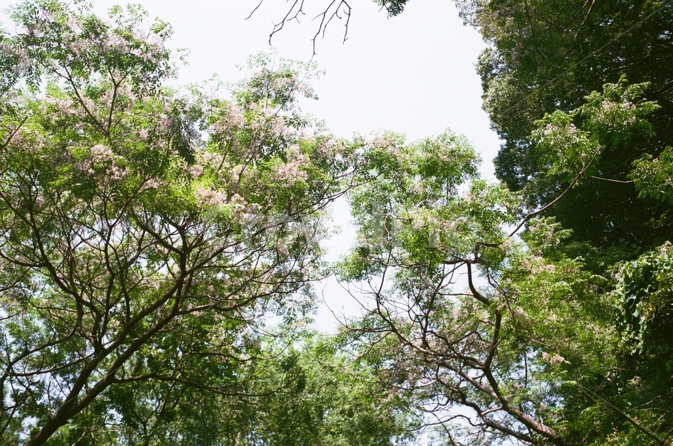 초목,tree,나무,식물,하늘,자연,풍경,nature,landscape,vegetation,plant,outdoors,옥외