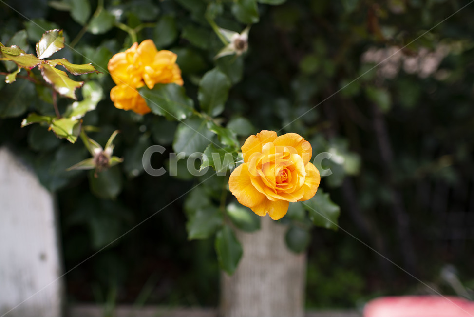 flower,꽃,blossom,plant,장미,rose,식물,노란장미,옐로우,노랑,노랑장미,장미꽃,식물,자연,plants,nature,꽃,flower