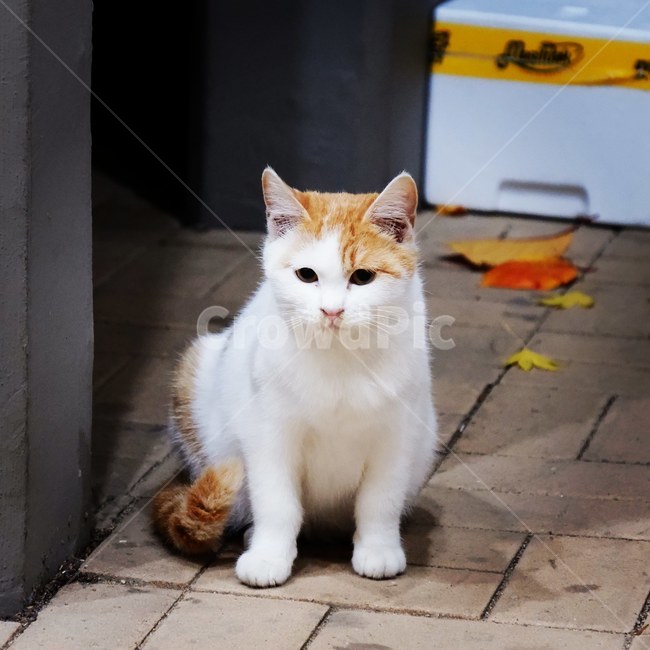 길냥이,외로운,쓸쓸한,고양이,눈망울,동물,animal,포유류,mammal,고양이,cat,kitten,kitty