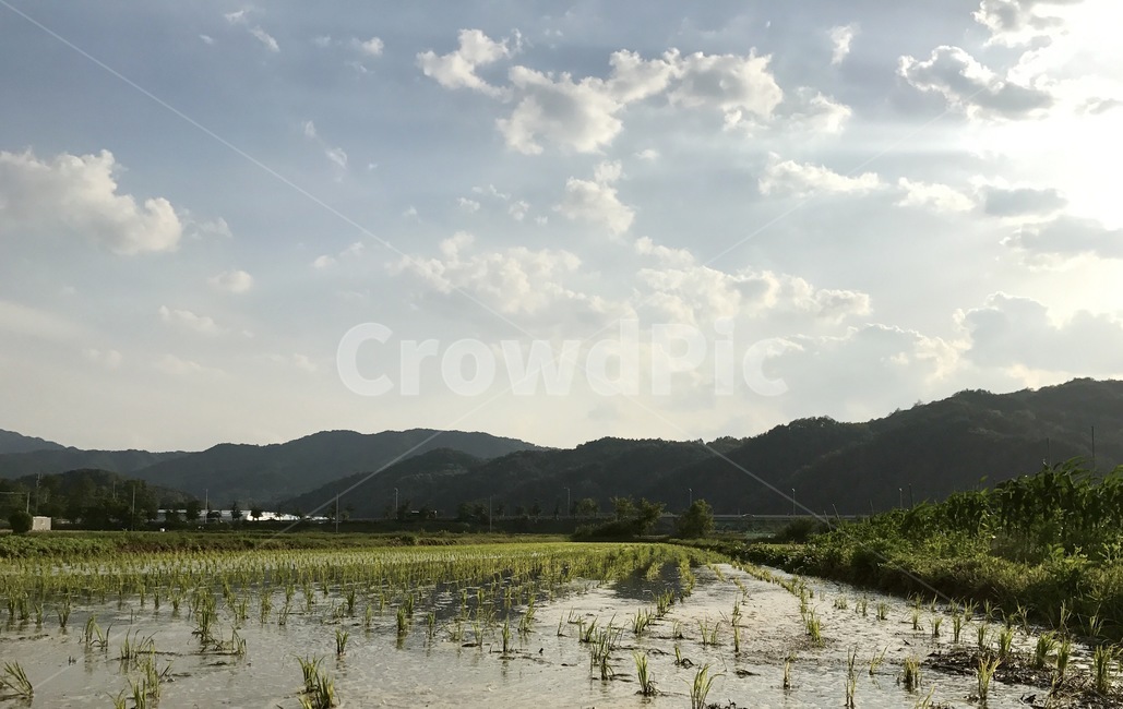 논,모내기,벼,농촌,강원도,논과산,시골,마을,풍경,landscape,country,rural,town