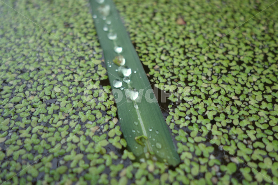 물방울,개구리밥,식물,녹색,풀,식물,자연,plants,nature