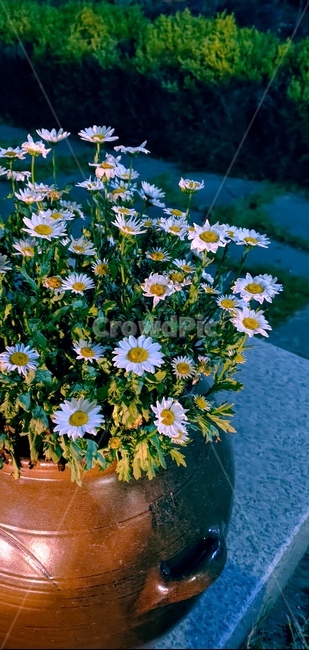 화분,꽃,공원,자연,편안함