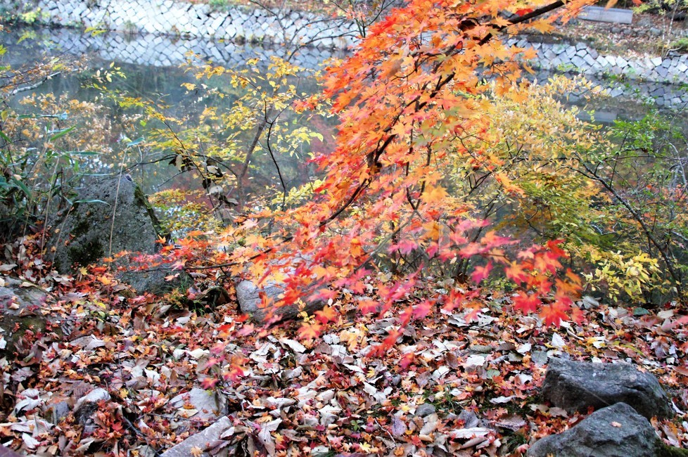 가을,단풍,나무,자연,식물,안개,저수지,감성,autumn,nature,season,emotion,풍경,자연풍경,산속,trees,가을,계절,fall,autumn,season,plant,leaf,잎,tree,maple