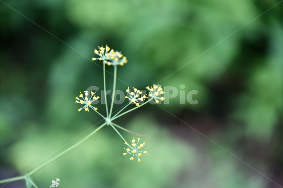 꽃,flower,자연,식물,색상,색깔,감성