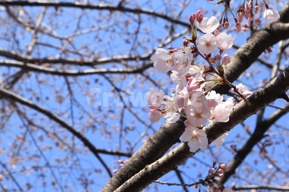 봄,벚꽃,꽃,spring,계절,시즌,season,꽃봉우리,하늘