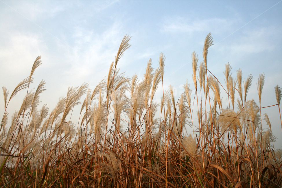 억새,억새풀,가을,하늘,바람,구름,가을,계절,fall,autumn,season,자연,풍경,nature,landscape,grass,잔디,plant,식물