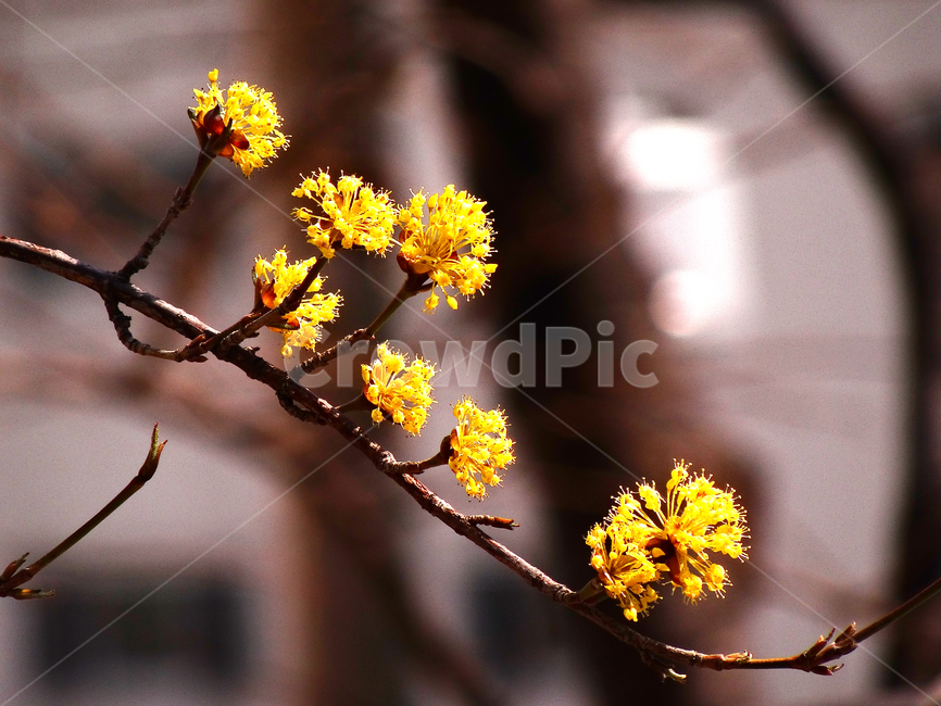 꽃,산수유,봄,봄꽃,노란색,노랑,옐로우,flower,branch,나무,tree,수목,spring,yellow,color