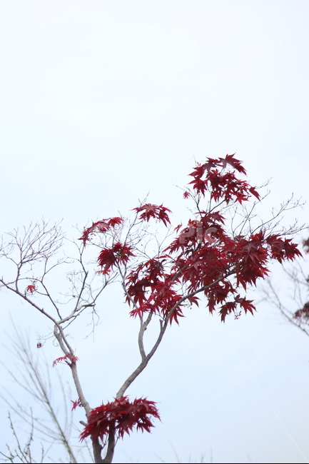 홍단풍,자주,구름,봄,파랑,가을,계절,fall,autumn,season,식물,자연,plants,nature,leaf,잎,plant,tree,나무