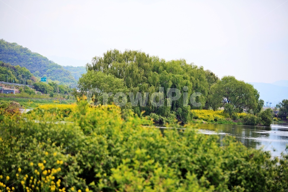 강,유채꽃,자연,나무,풍경,자연,풍경,nature,landscape,식물,plants