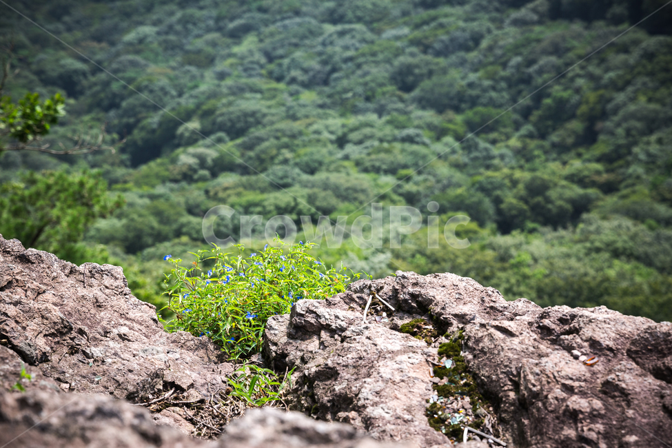 추월산,돌산,암석,바위,암벽,등산,산,하이킹,산길,자연,풍경,nature,landscape,plant,식물,vegetation,초목
