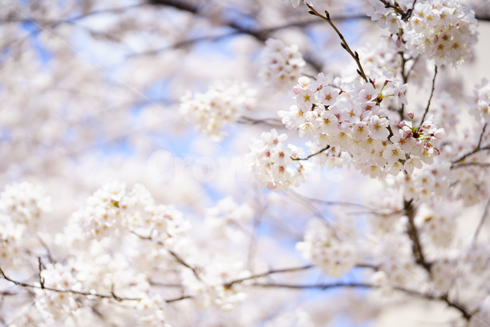 spring,봄,벚꽃,flower,cherryblossom,봄,계절,spring,season,식물,자연,plants,nature,꽃,flower,plant,blossom