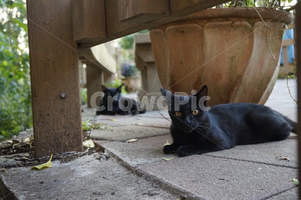 cat,animal,고양이,검은고양이,포유류,동물,mammal,길고양이,pet,cute,baby