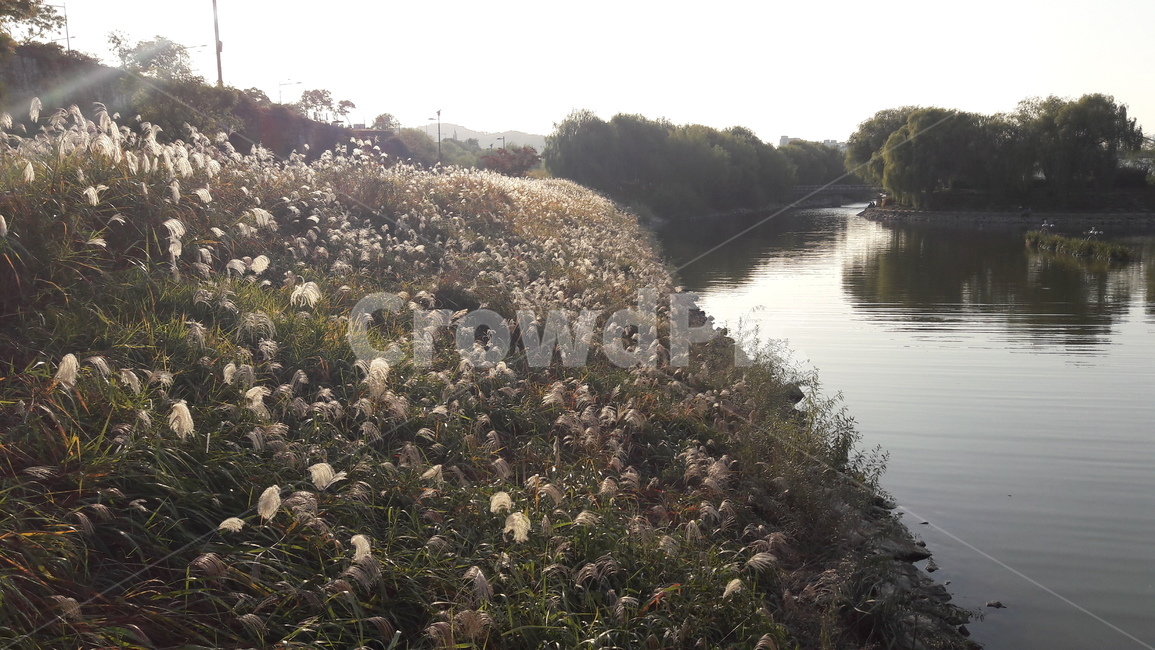 서래섬,메밀꽃,가을,한강,하늘,가을,계절,fall,autumn,season,자연,풍경,nature,landscape