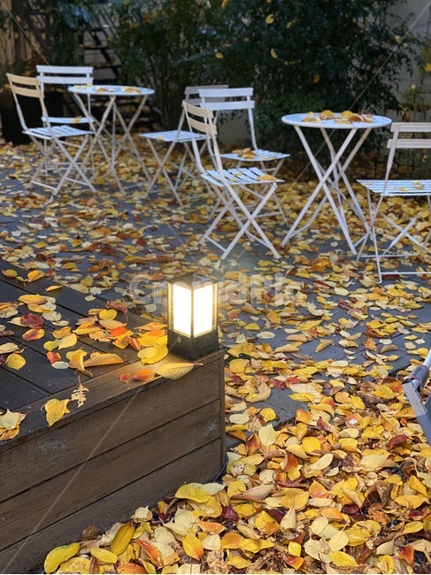 chair,의자,불빛,낙엽,furniture,가구,가을,계절,fall,autumn,season
