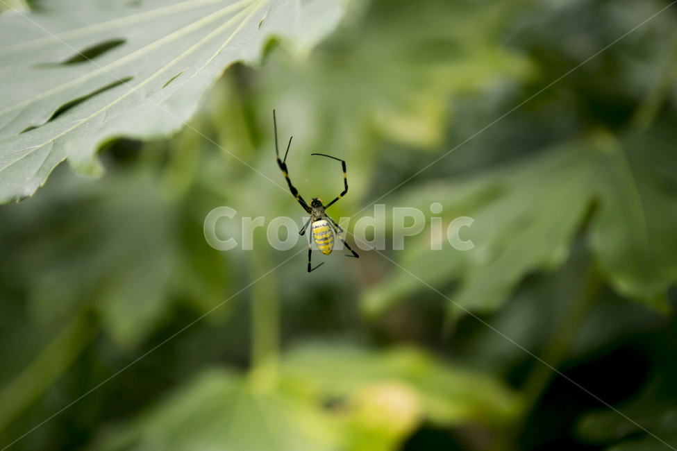거미,자연,곤충,거미줄,spider,곤충,벌레,insect,bug