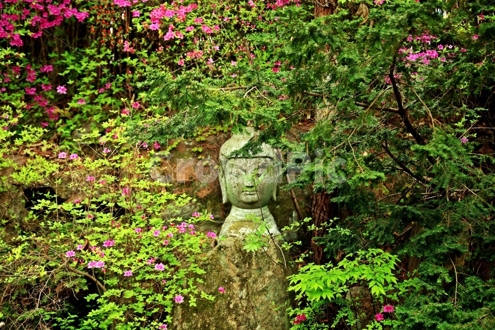 식물,유적지,나무,자연,풍경,식물,자연,plants,nature,꽃,flower,나무,trees,wood,조각상,동상,석상,조형물,statue,bronze statue,stone statue